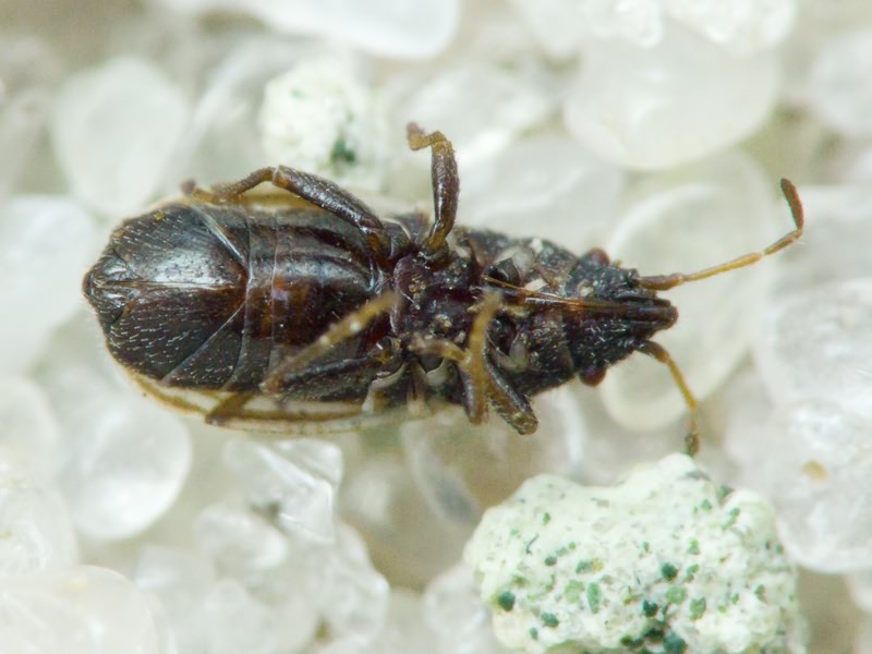 Tropidophlebia costalis (Herrich-Schäffer, 1850)